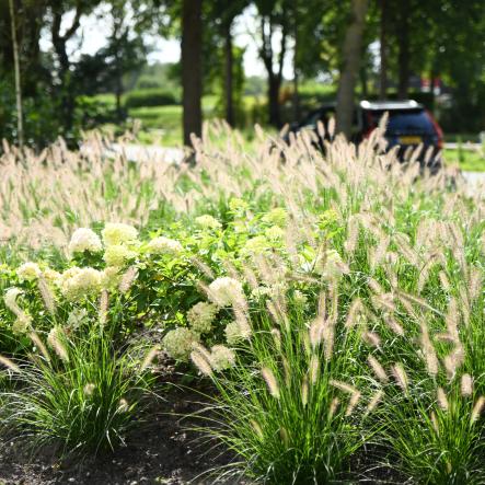 Sierlijke border met siergrassen en hortensia's